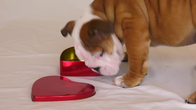 bulldog puppy looking for love in wrong place valentine heart box pushed around 4k