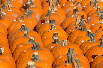A large group of pumpkins ready for sale in a pumpkin patch.