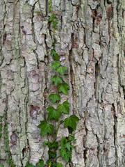 Ivy ( Hedera sp. ) climbing on tree bark