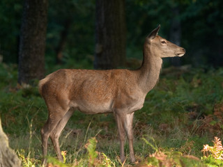 Female Red Deer (Cervus elaphus)