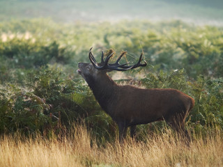 Red Deer (Cervus elaphus) stag roaring during rutting season