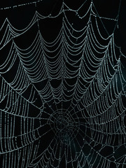 Backlit spider web with dew drops