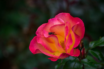 Rose and bee