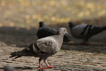 Obraz premium Pigeons Feeding On The Square