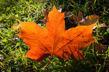 Fallen bright red maple leaf on grass