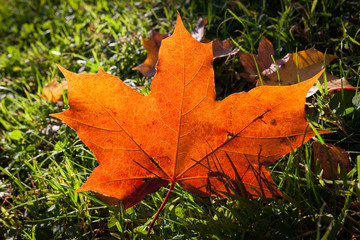 Naklejka na ściany i meble Fallen bright red maple leaf on grass