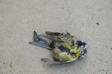 Bird dead body