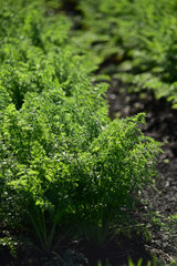 朝日を受ける人参畑