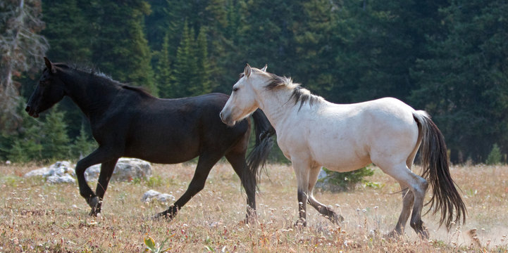Apricot Dun Buckskin stallion and Black stallion wild horses running in the Pryor Mountains Wild Horse Range in Montana United States