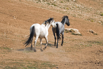 Pale Apricot Dun Buckskin stallion and Blue Roan mare wild horses running in the Pryor Mountains Wild Horse Range in Montana United States