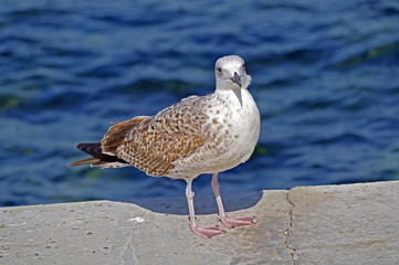 Marine gull on rest