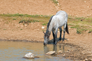 Blue Roan yearling colt wild horse at the water hole in the United States