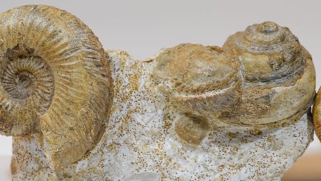 Ammonite fossils over 160 million years old.