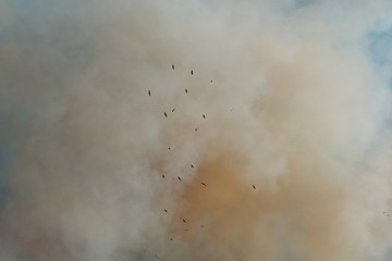 Birds escaping the smoke from a bush fire