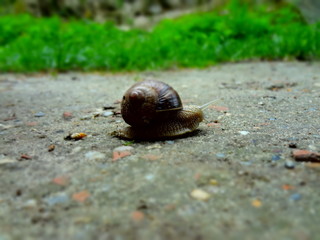 little snail