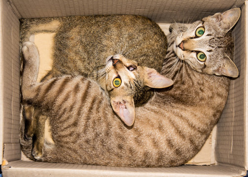 cat in the paper carton box
