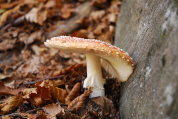 Amanita Muscaria