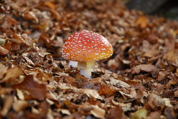 Amanita Muscaria
