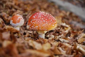 Amanita Muscaria