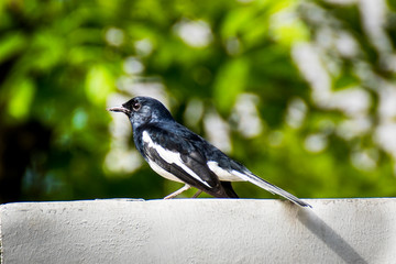 Oriental magpie robin, Copsychus saularis