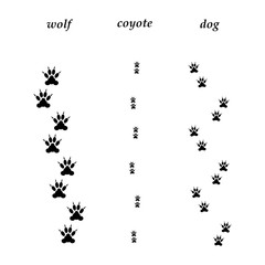 Obraz premium Comparison of wolf, coyote and dog trails.
