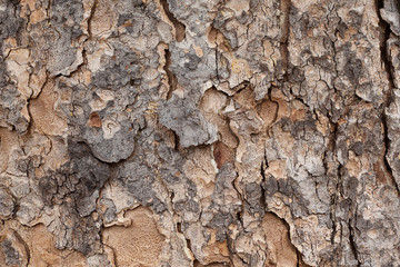 The rough texture of bark peeling off a tree shown in detail