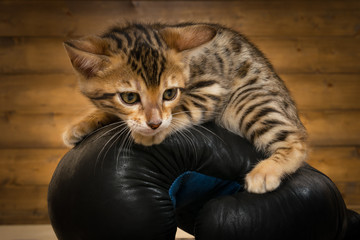 little kitty sits on a glove for boxing, close-up