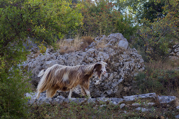 Mountain goat