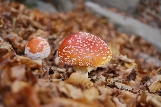 Amanita muscaria