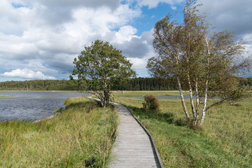 Fototapeta na wymiar Wooden footbridge in a wetland