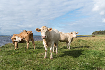Cattle by seaside