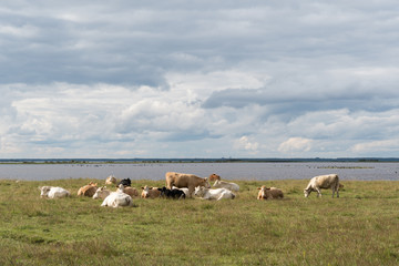 Herd of resting cattle by seaside