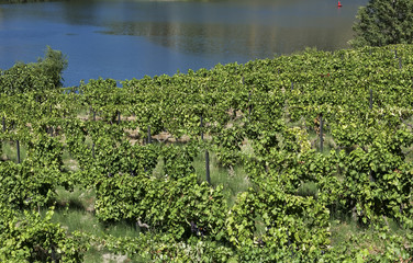 Landscape view of a vineyard and river in the valley of Douro, Portugal