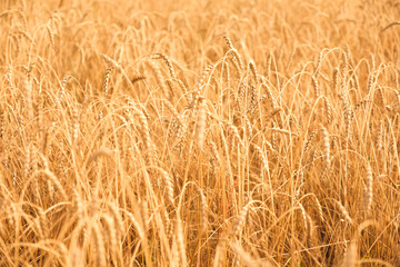 Golden clour cereals growing in the farmland