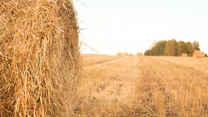 Fototapeta na wymiar Straw rolled up in bales in the field
