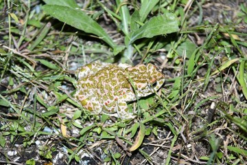 Bufotes viridis
