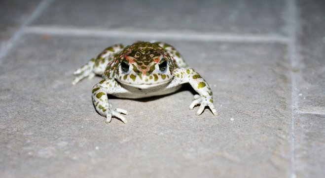 Bufotes viridis