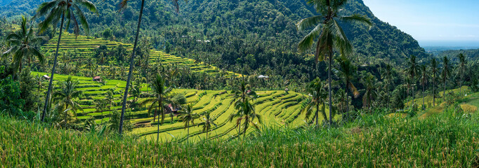 Panorama of rice terrace