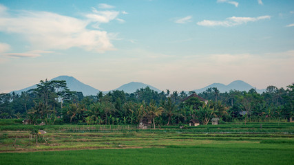 Landscape of Bali