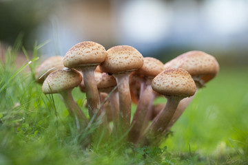A family of mushrooms