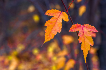 Autumn leaves on a blurry background
