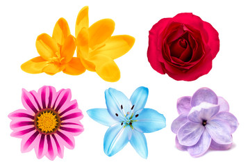 Set of flowers isolated on white background