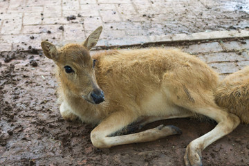 The fawn is on the ground