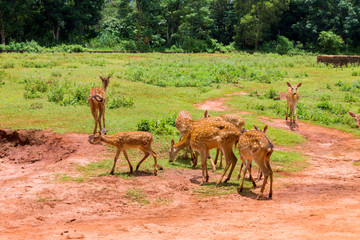 A herd of spotted deer grazes in a pen among clay and greens at the Hainan Zoo