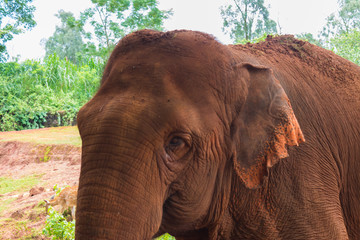 Fototapeta na wymiar Head of a brown Indian elephant close up