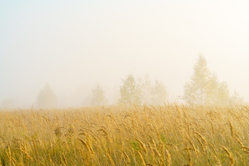 Obraz na płótnie Canvas Autumn landscape with yellow grass in the field, birch and smoke