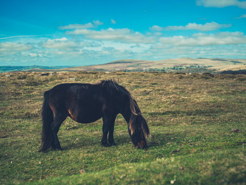 Wild pony on the moor