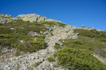 Fototapeta na wymiar Alpine grasslands of Fescue (Festuca indigesta) and Padded brushwood (Cytisus oromediterraneus and Juniperus communis) in Guadarrama Mountains National Park, Spain