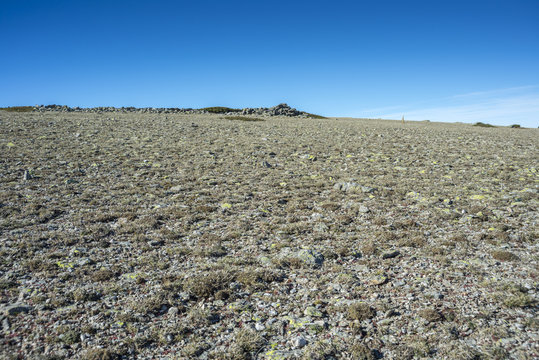 Alpine grasslands of Fescue (Festuca indigesta) located between the Pico del Nevero (Snowfield Peak; 2.209 metres) and Navafria Mountain Pass (1.774 m), in Guadarrama Mountains National Park, Spain