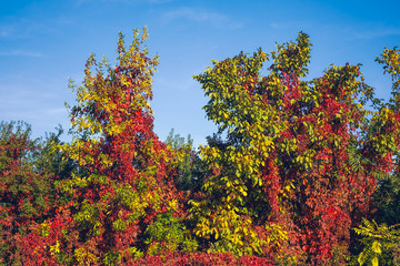 Naklejka premium Autumn colors